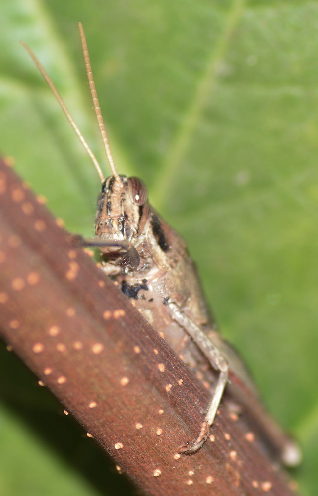 grasshopper.jpg