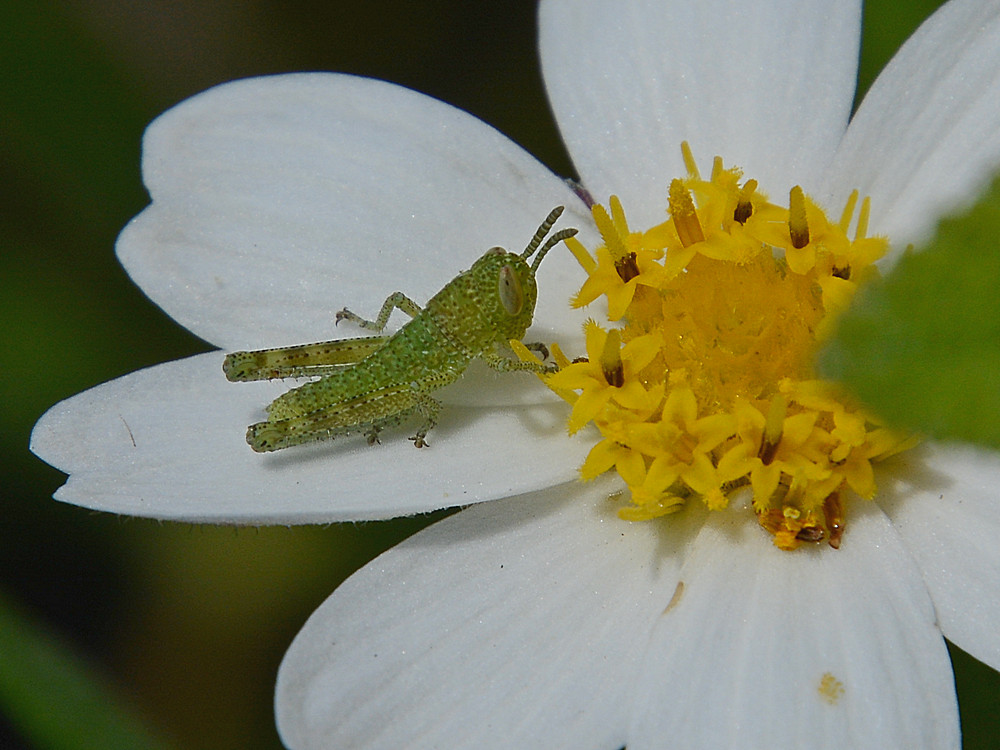 Grasshopper2.jpg