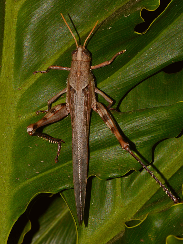 Grasshopper2.jpg