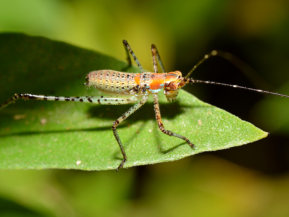 Grasshopper2.jpg