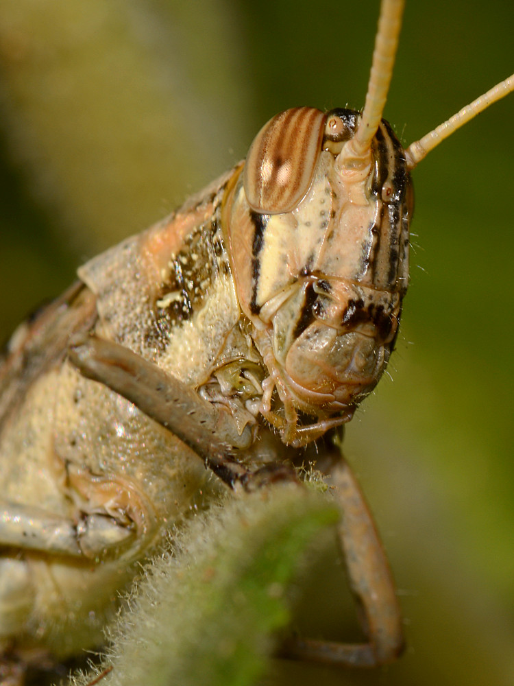 Grasshopper2.jpg