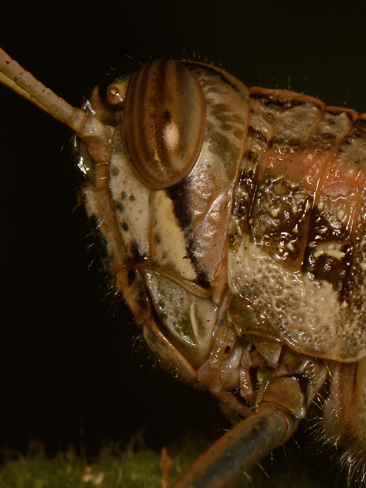 Grasshopper2.jpg