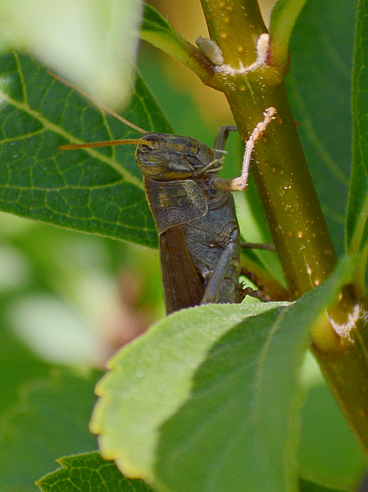 Grasshopper2.jpg