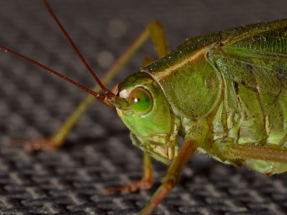 Grasshopper3.jpg