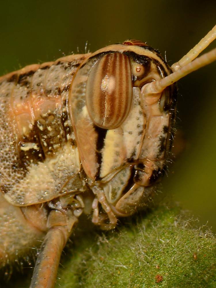 Grasshopper4.jpg