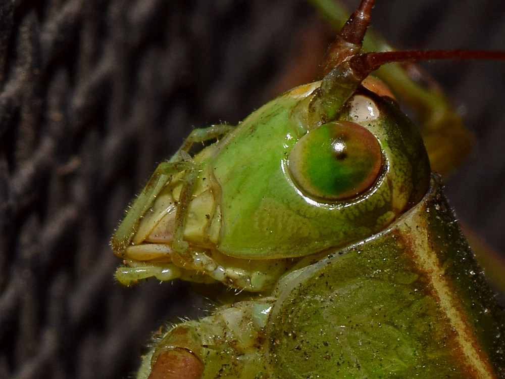 Grasshopper4.jpg