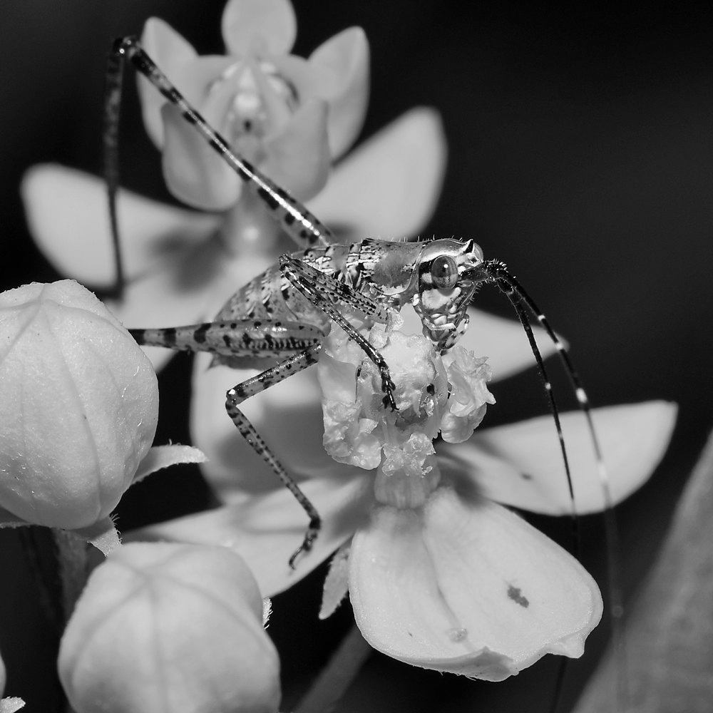 GrasshopperBW.jpg