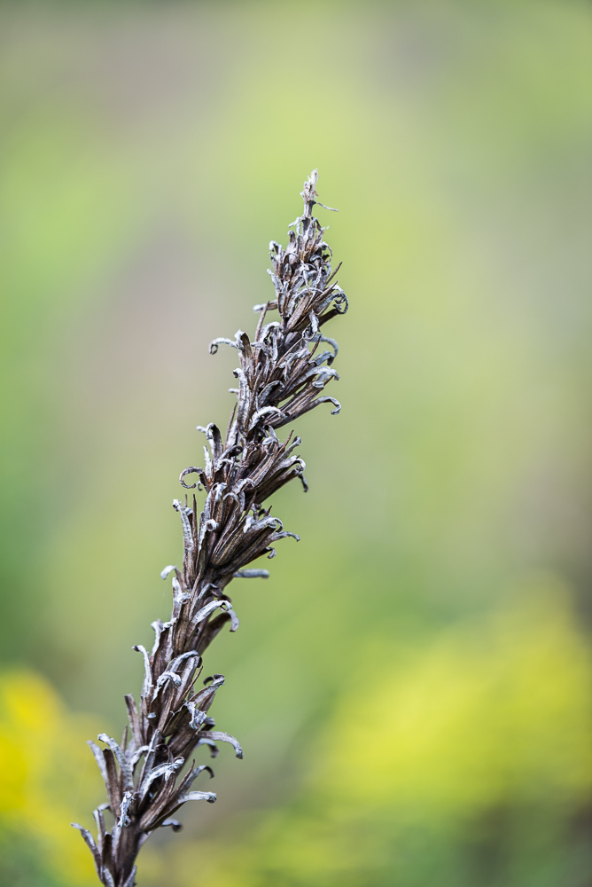 grassland (1 of 1).jpg