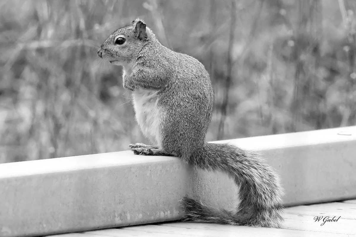 Gray Squirrel sm.jpg