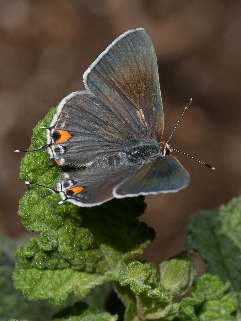 GrayHairstreak.jpg