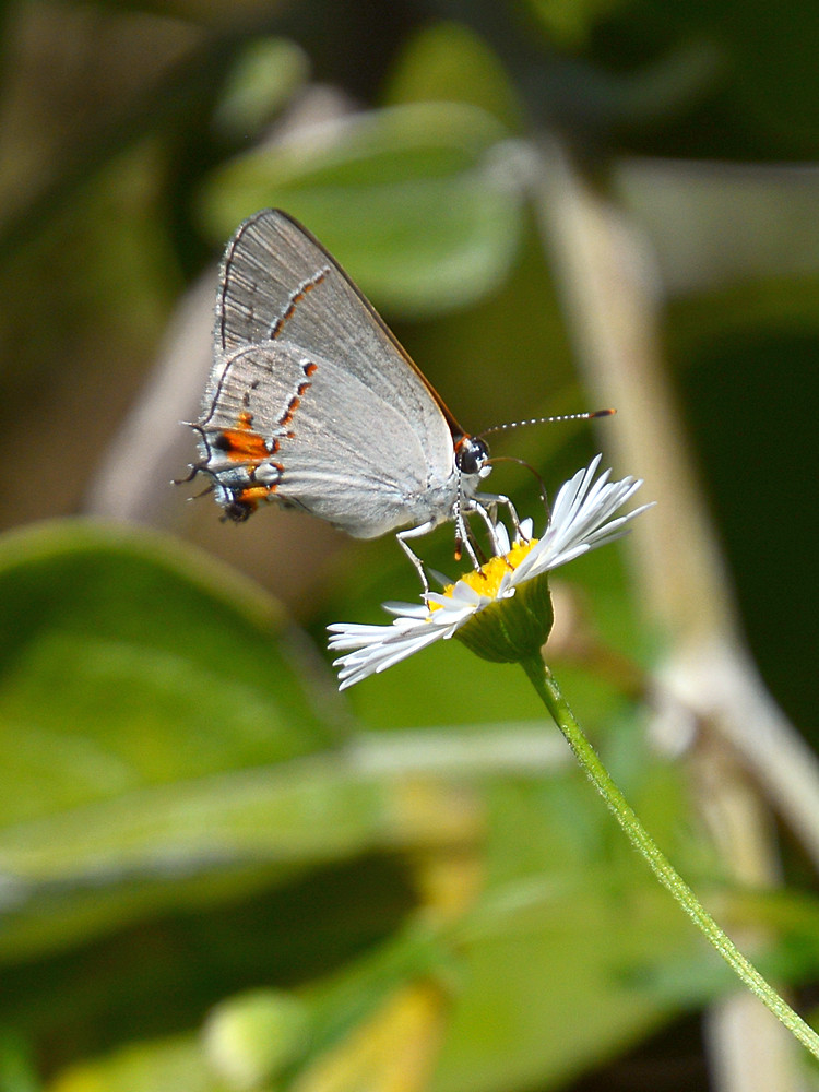 GrayHairstreak.jpg