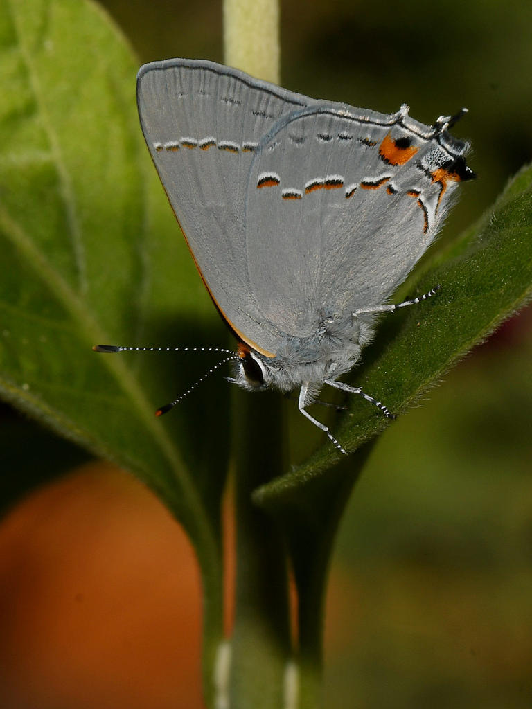 GrayHairstreak2.jpg