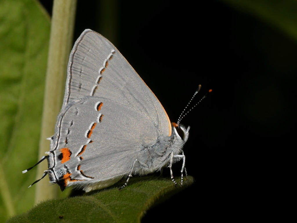 GrayHairstreak4.jpg