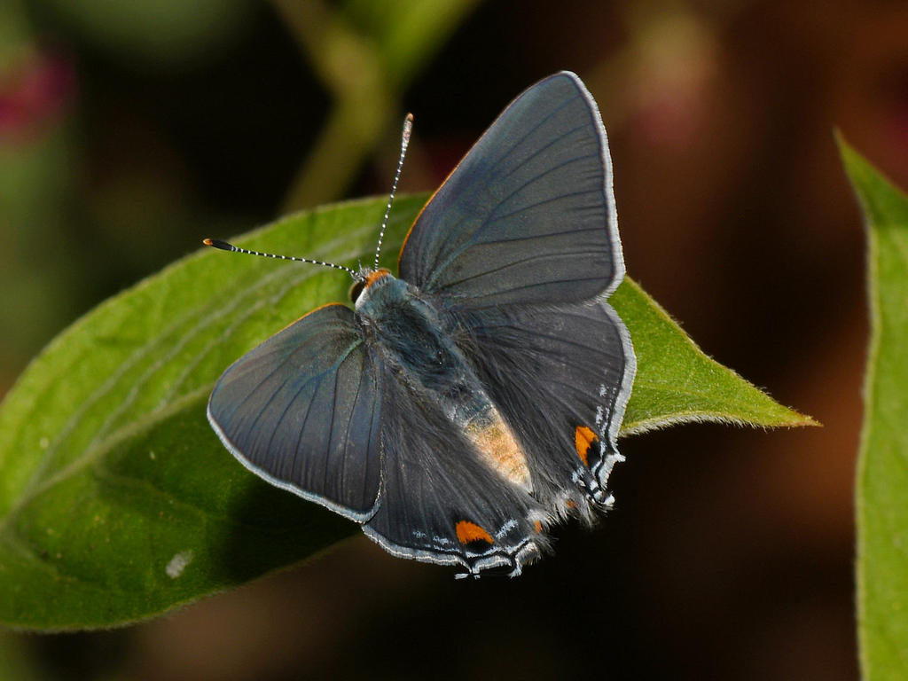 GrayHairstreak5.jpg