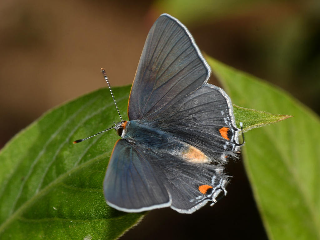 GrayHairstreak6.jpg