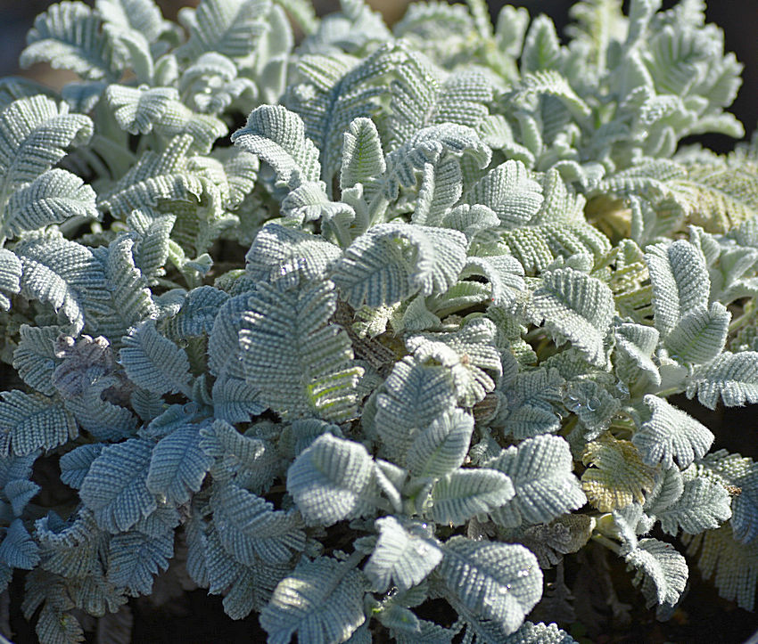 GrayLeaf.jpg