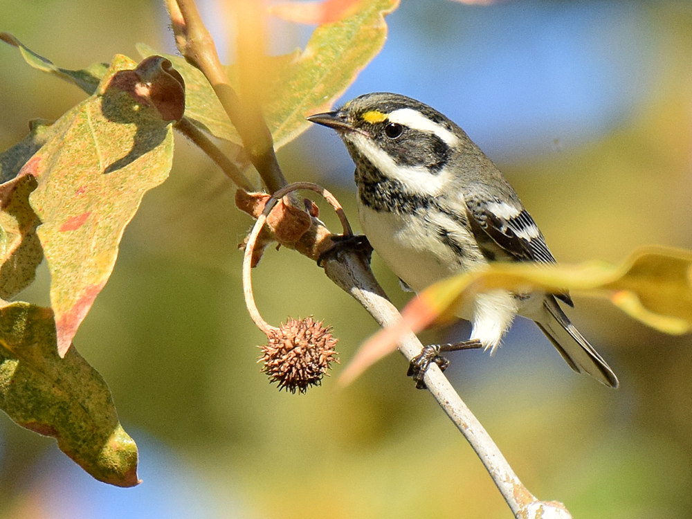 GrayWarbler.jpg