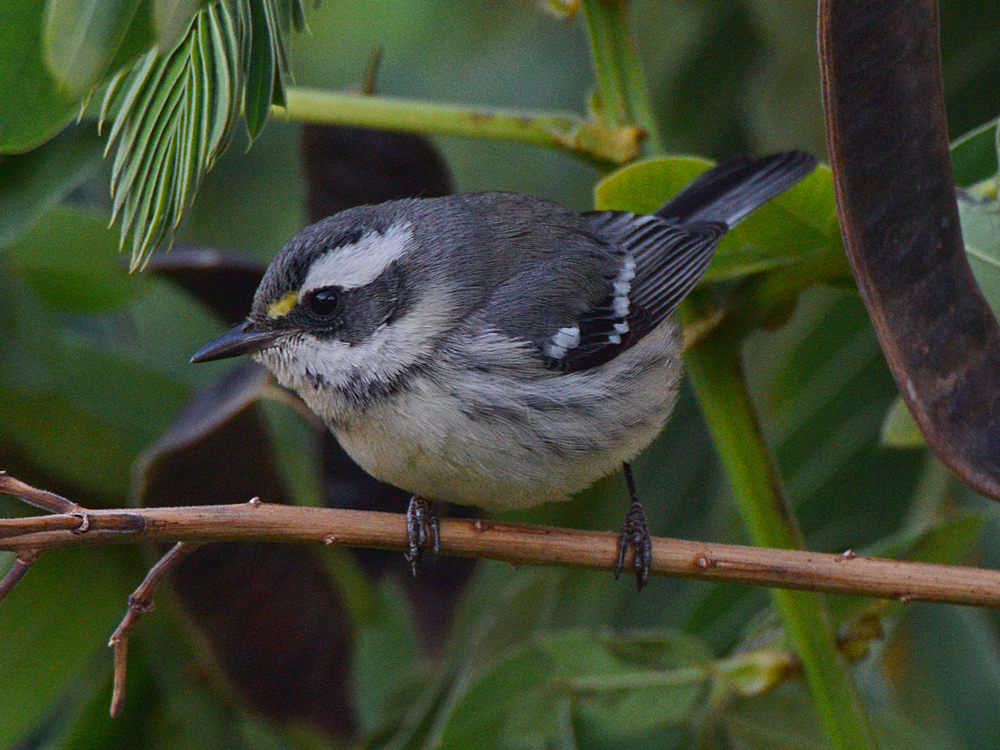 GrayWarbler.jpg