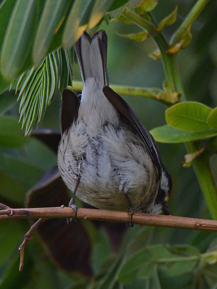 GrayWarbler2.jpg