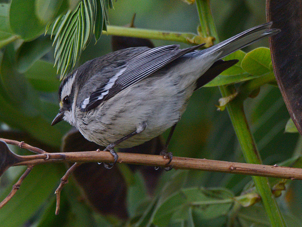 GrayWarbler3.jpg