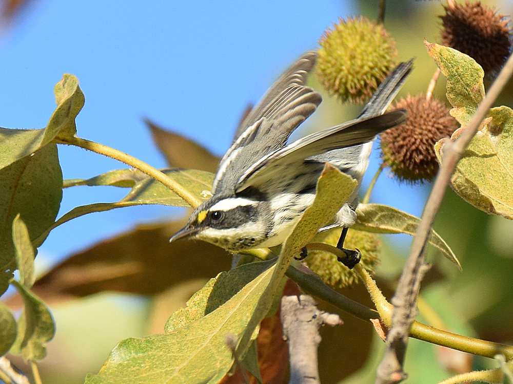 GrayWarbler4.jpg