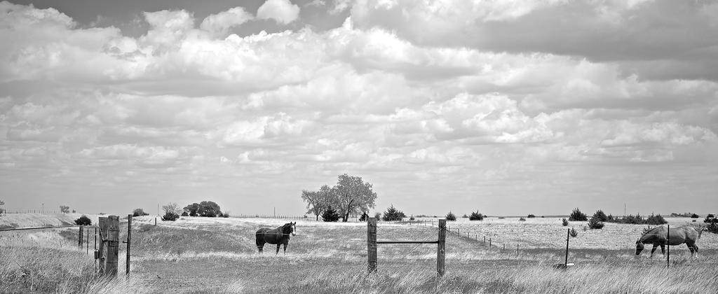 Grazing in the grass.jpg