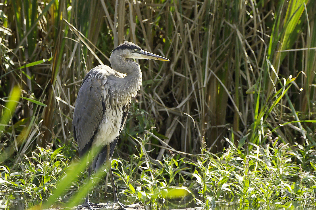 Great blue 2 sm.jpg