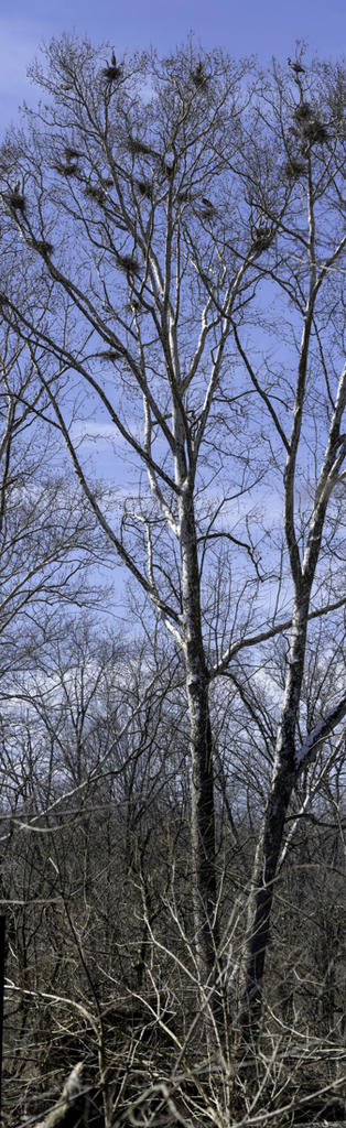 Great Blue Heron Rookery-2.jpg