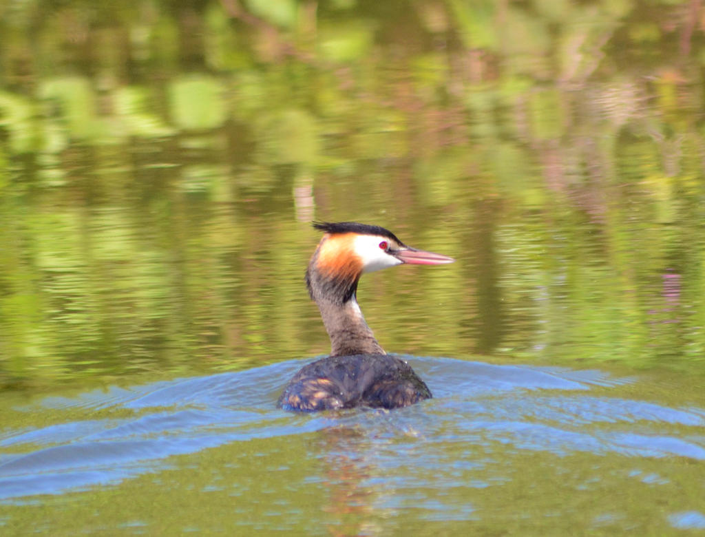 Great Crested Grebe 1.jpg