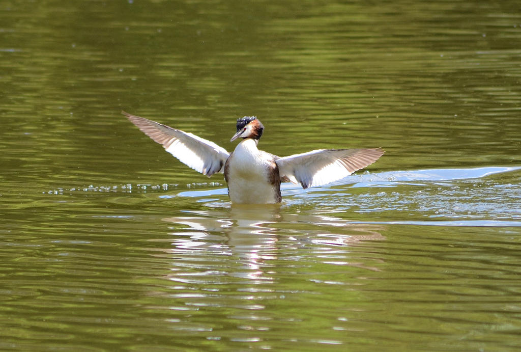 Great Crested Grebe 2.jpg