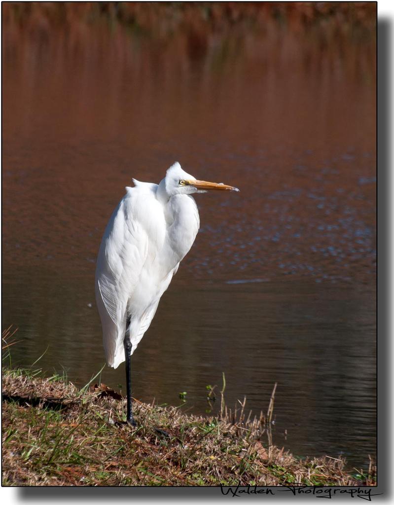 Great Egret 05.jpg