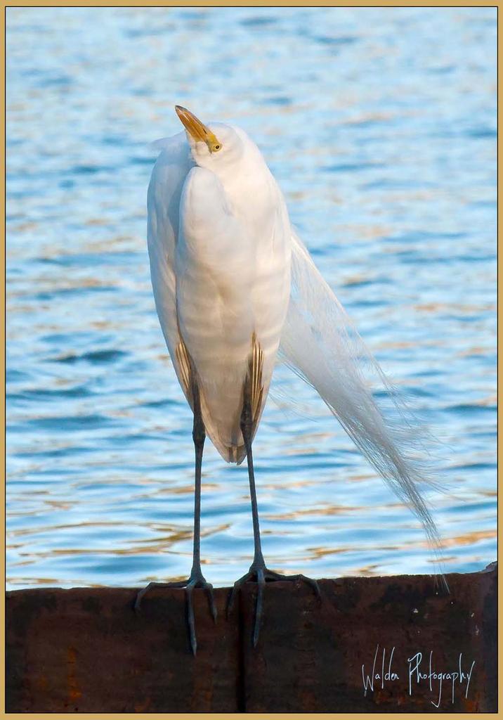 Great Egret 7 1000px.jpg