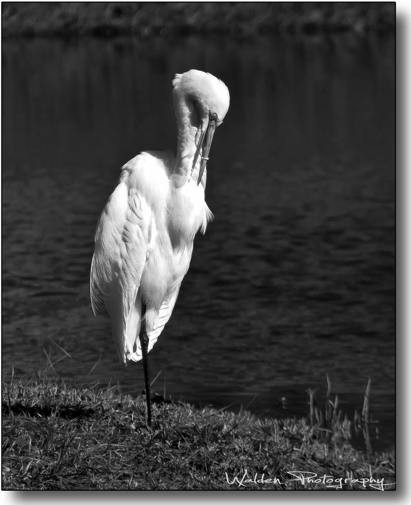 Great Egret BW 2.jpg