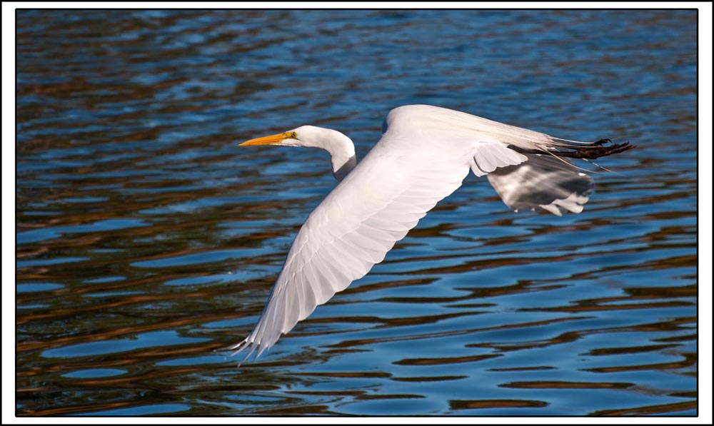 Great Egret in Flight 1 1000px.jpg