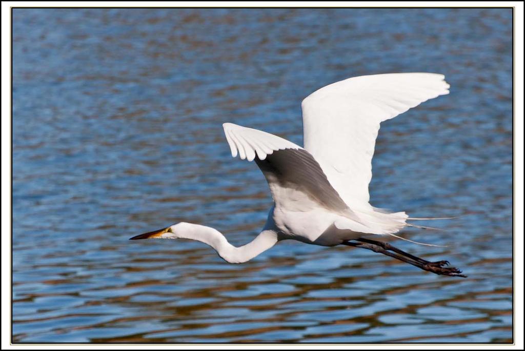 Great Egret in Flight 2 1000px.jpg