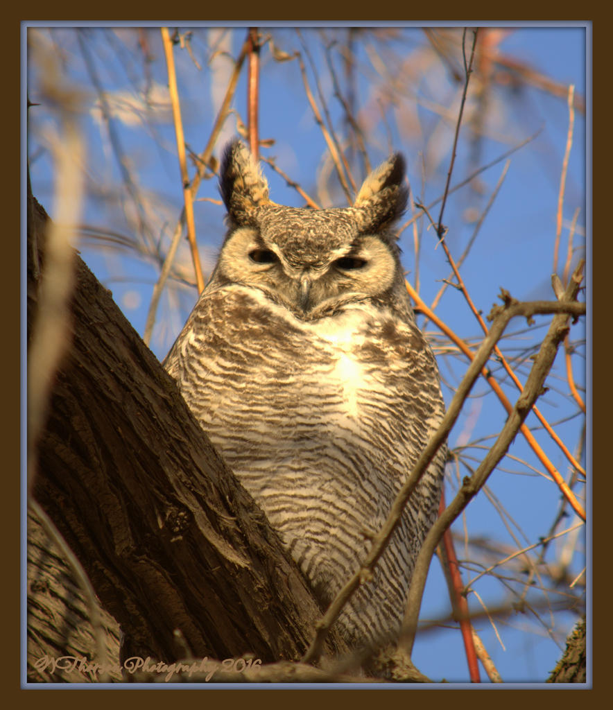 Great Horned Owl on Antelope Island 2-20-2016.jpg