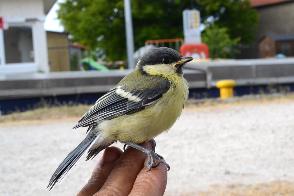 Great Tit.jpg