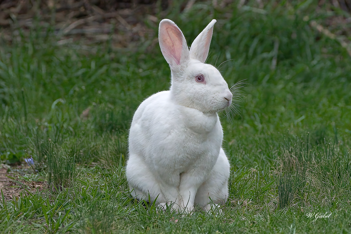 Great white rabbit 2 sm.jpg