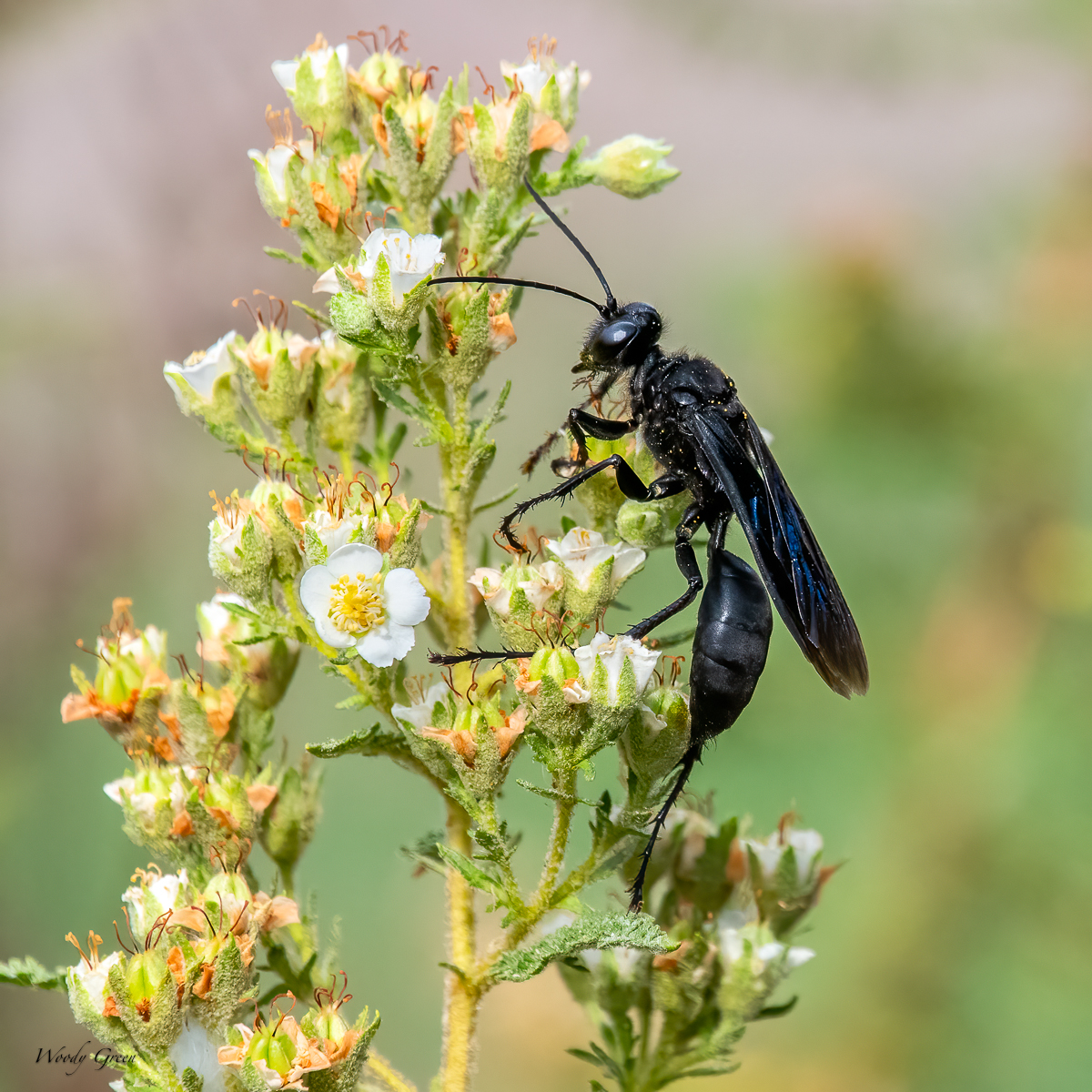 GreatBlackWasp-26.jpg
