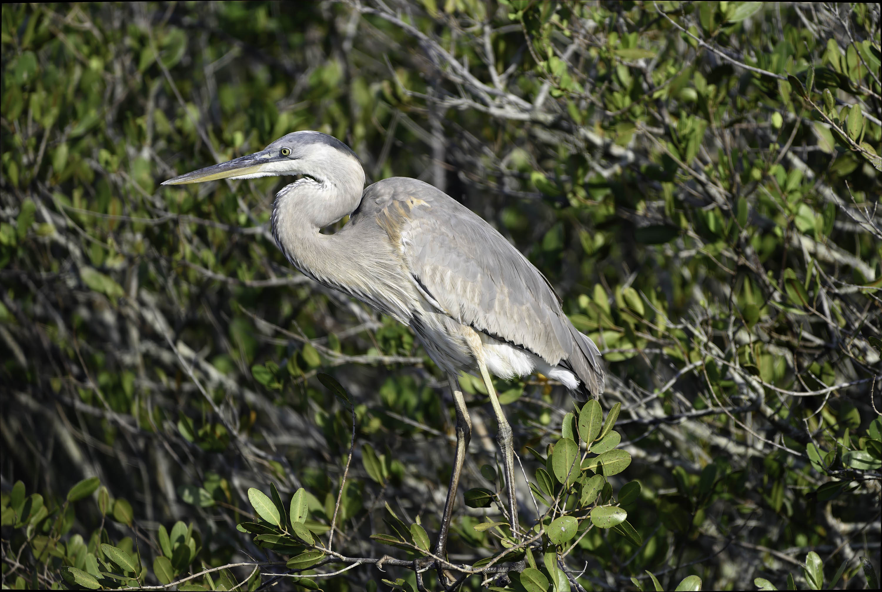 GreatBlue2.jpg