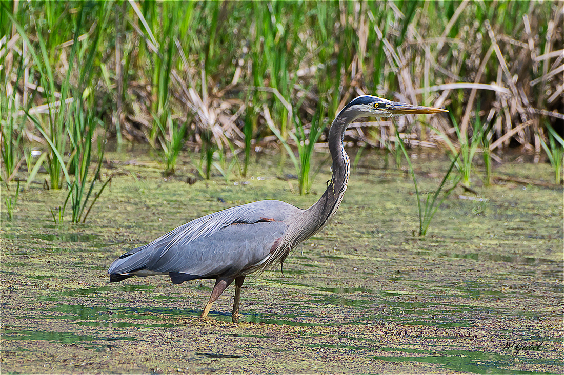 GreatBlue5525 sm.jpg