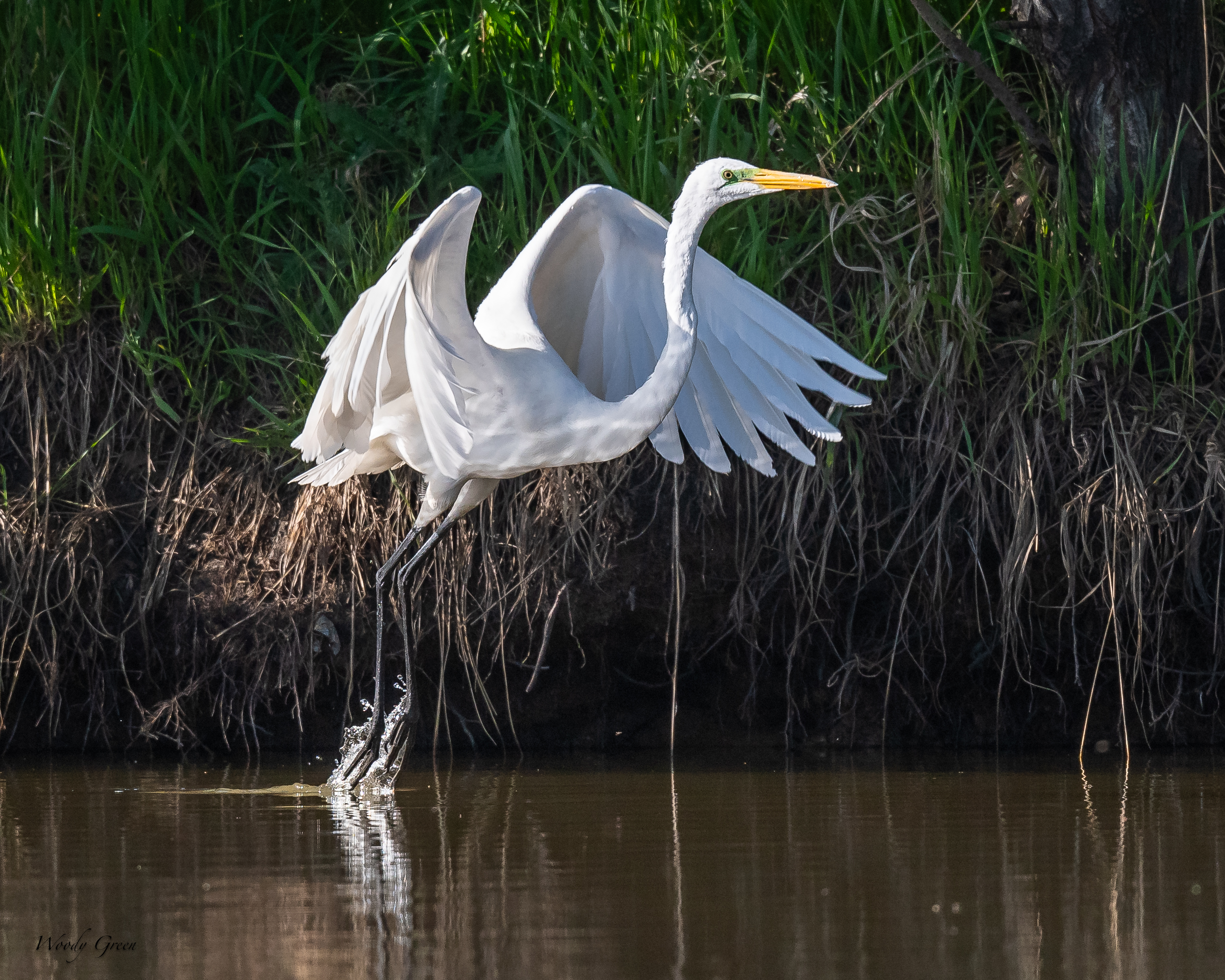 GreatEgret-44.jpg