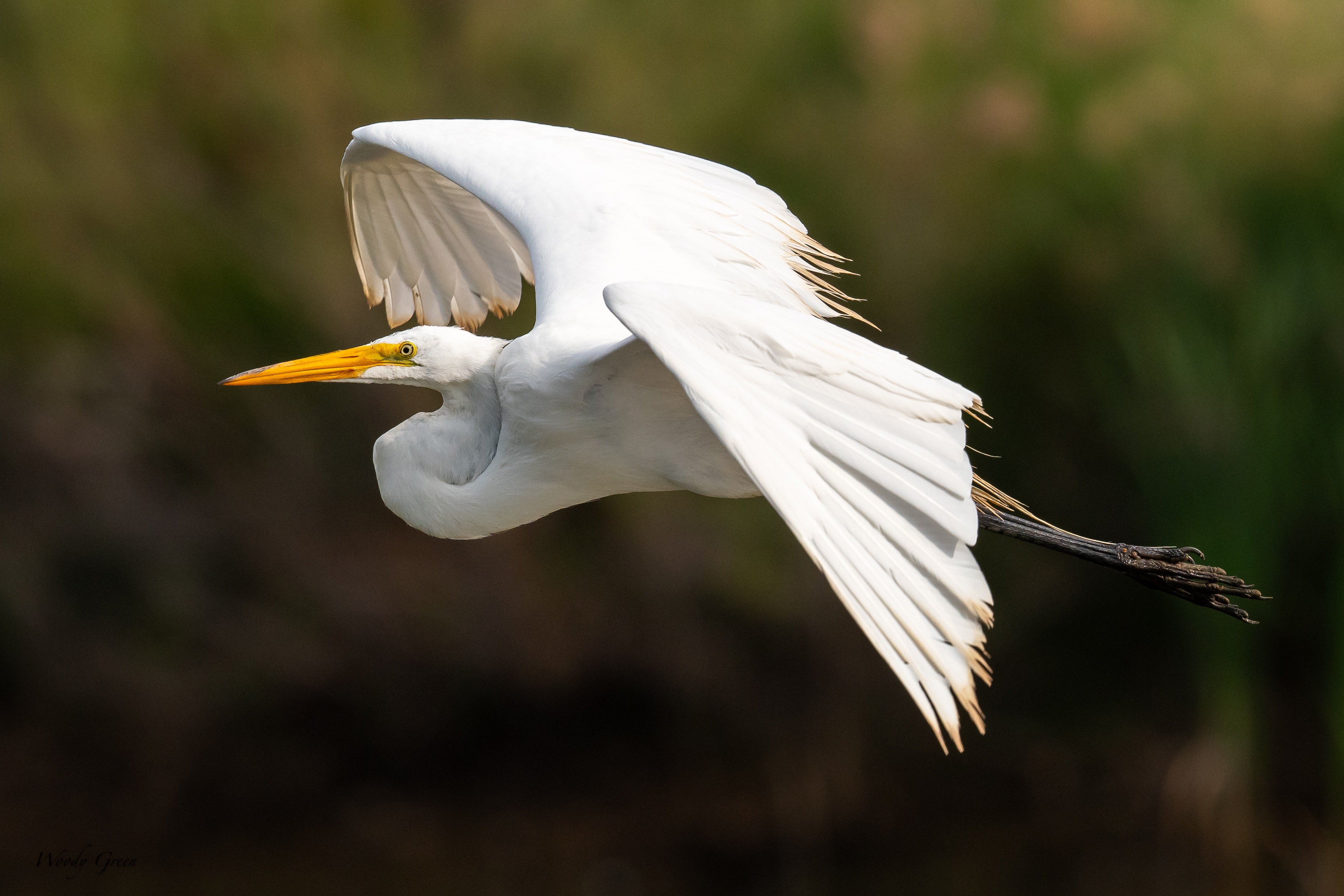 GreatEgretFlight-67.jpg