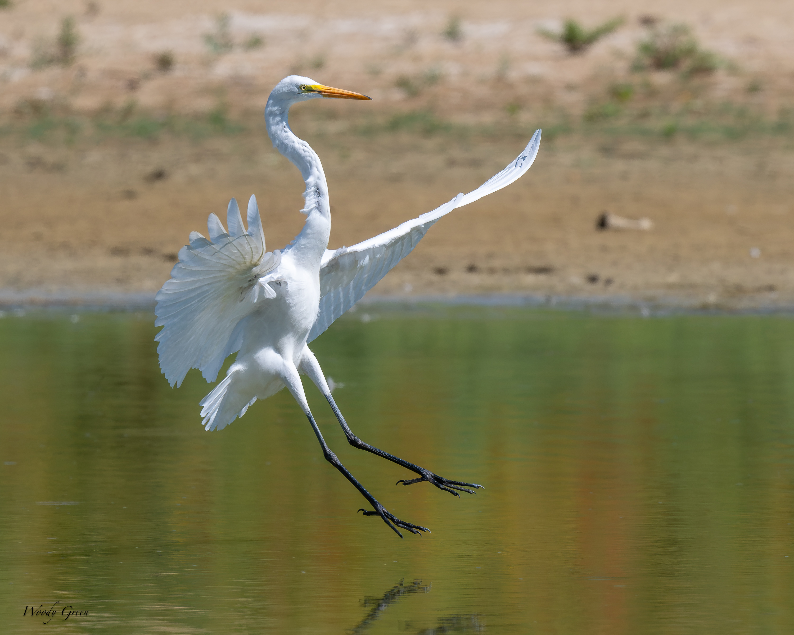 GreatEgretLanding-704.jpg