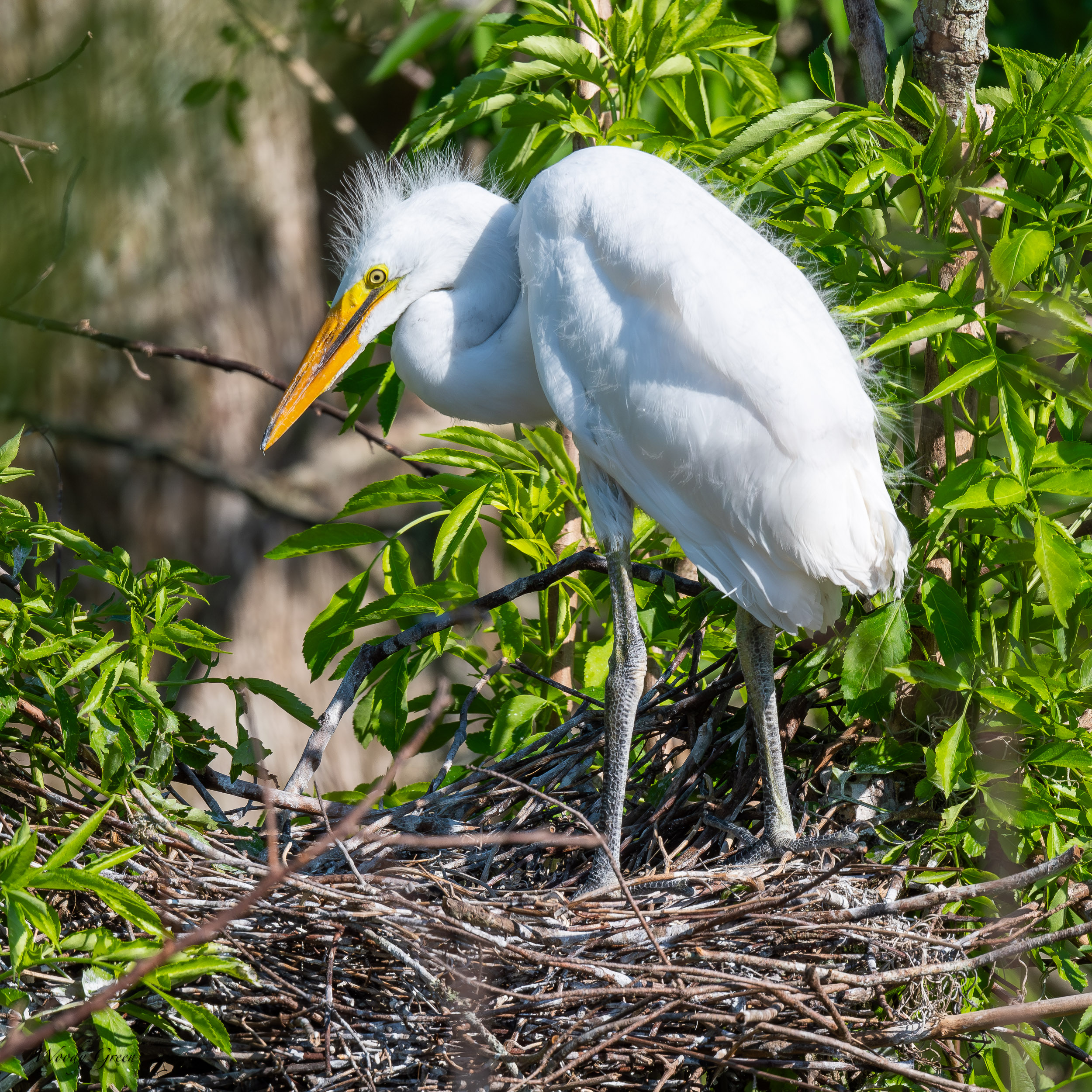 GreatEgretNestling-615.jpg
