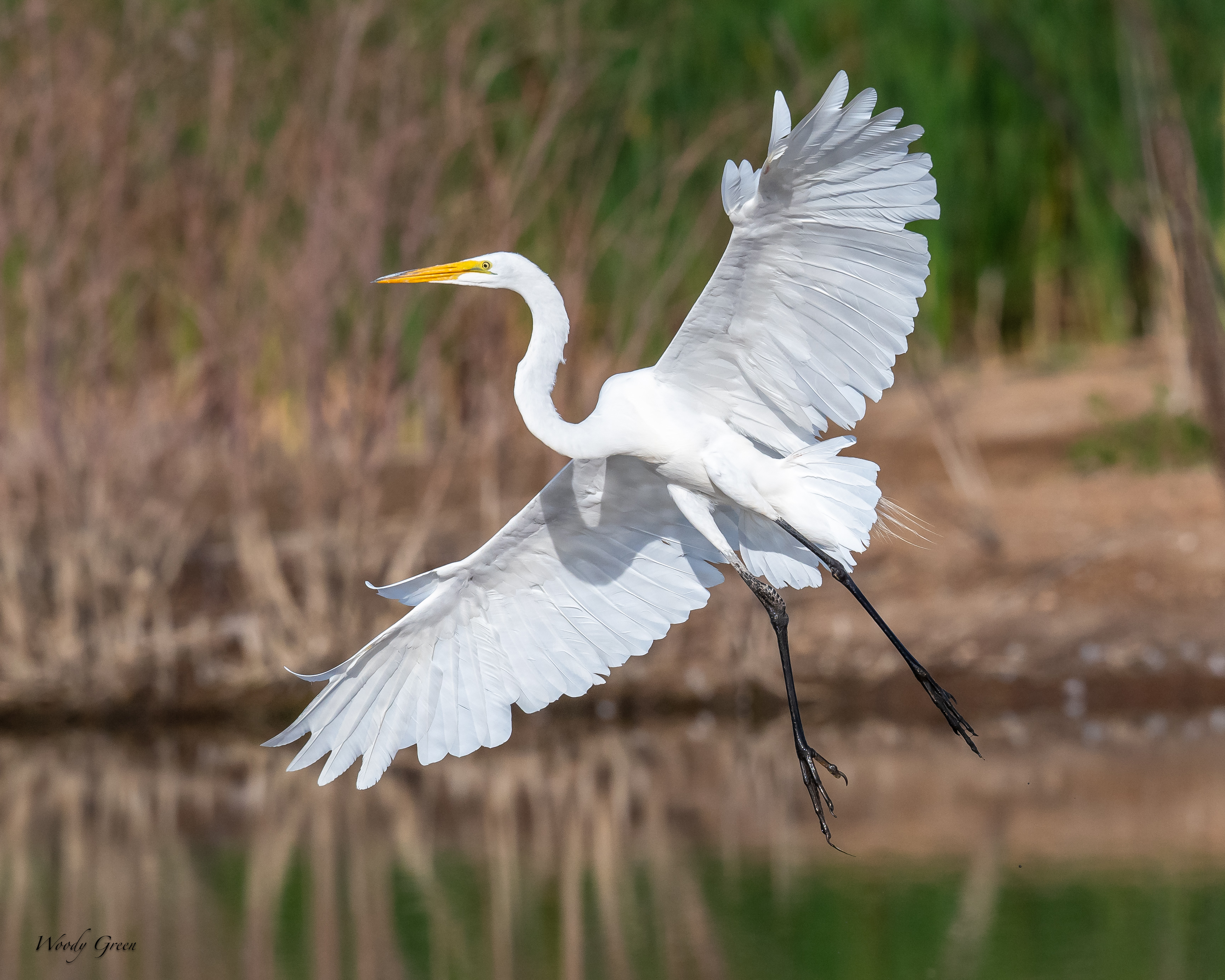 GreatEgretWingspan-61.jpg