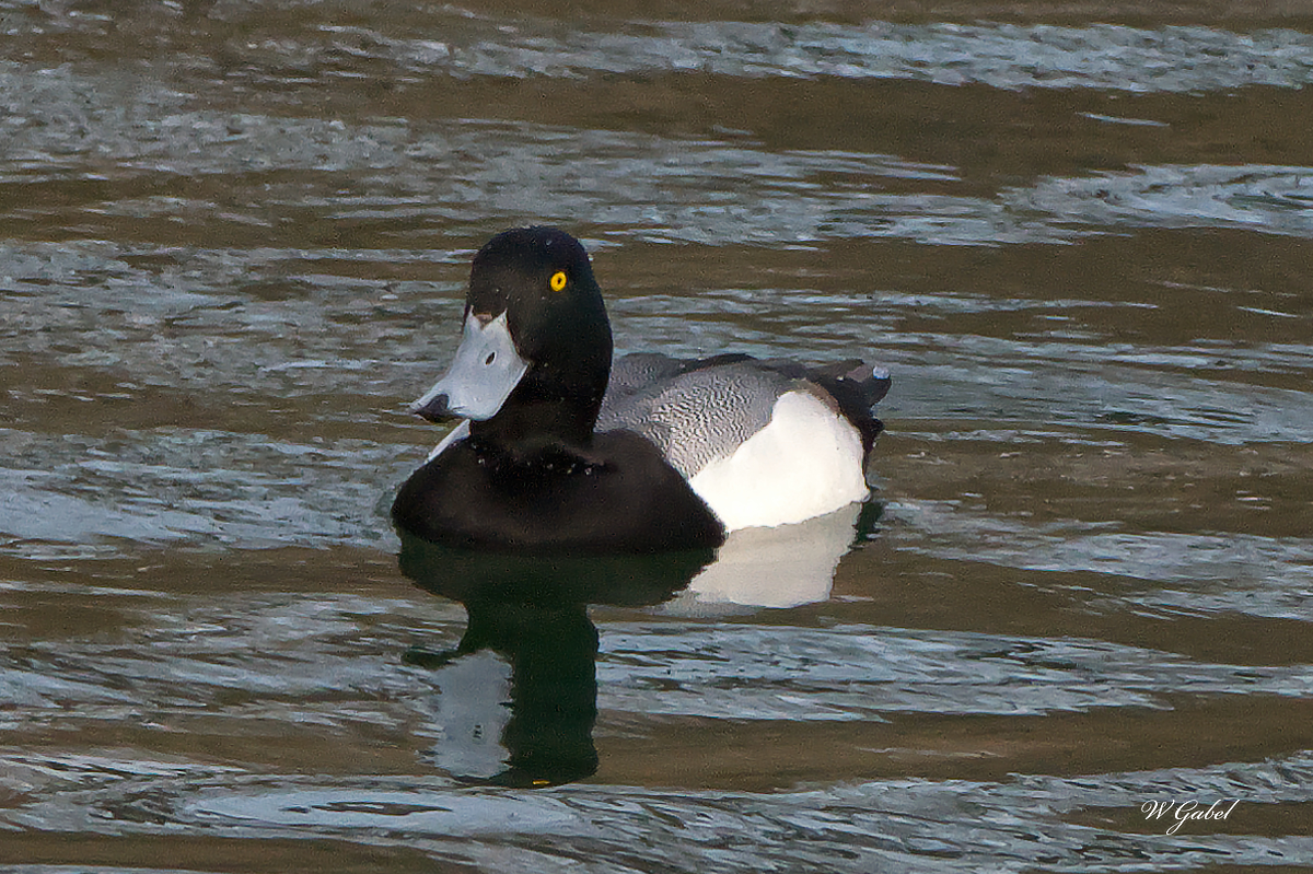 GreaterScaup sm.jpg