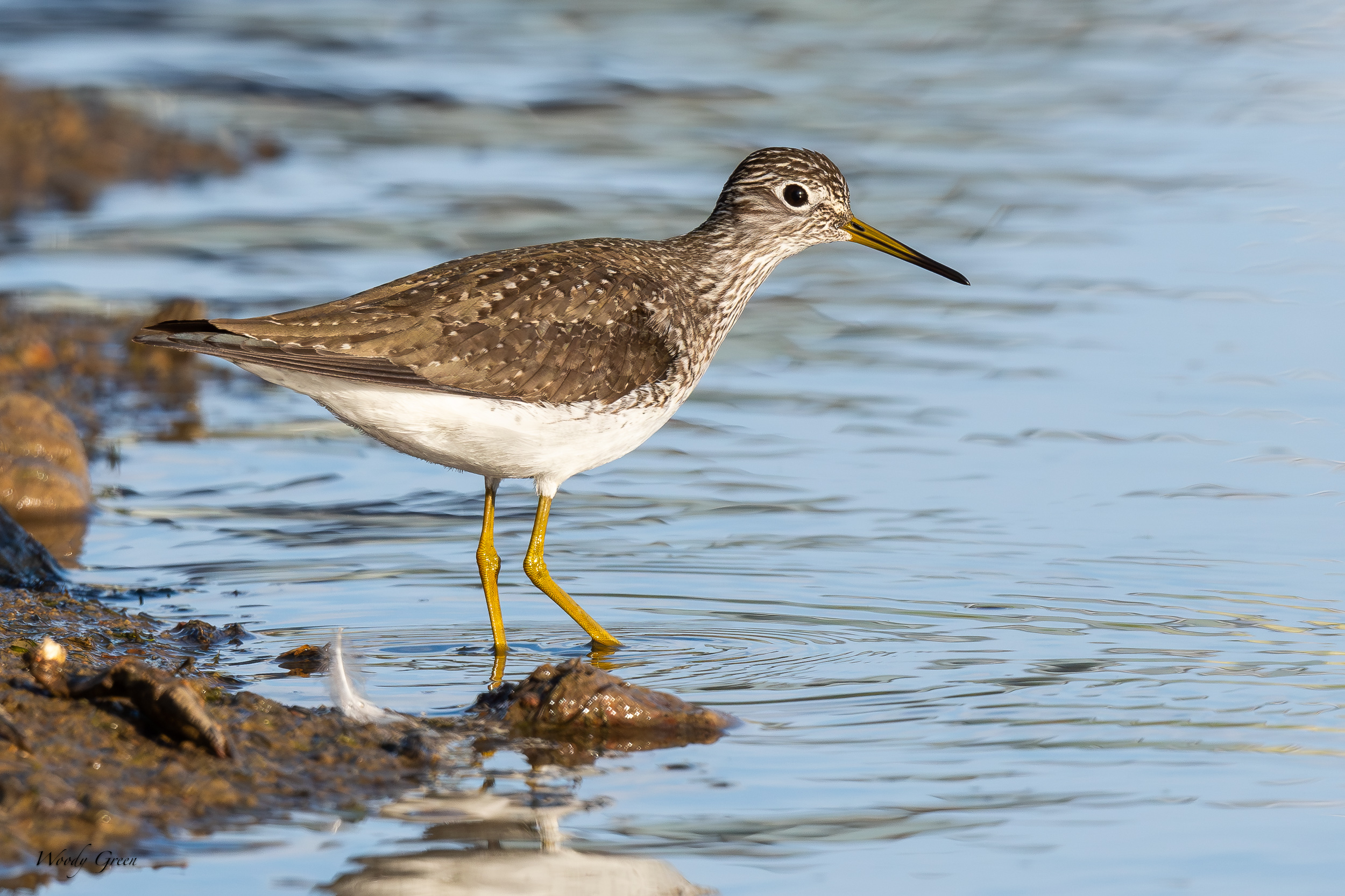 GreaterYellowlegs-675.jpg