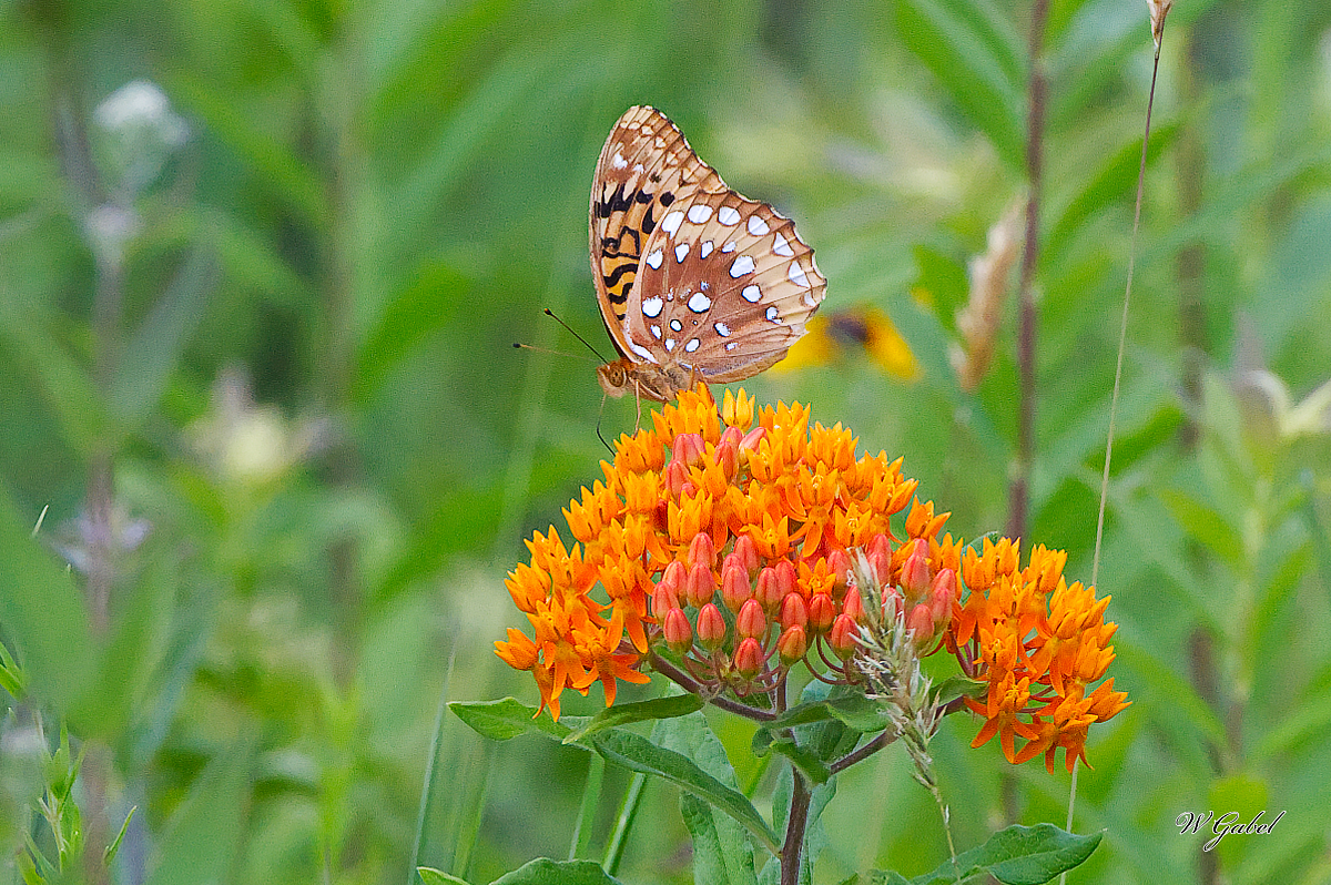 GreatSpangledFritillary5624 sm.jpg