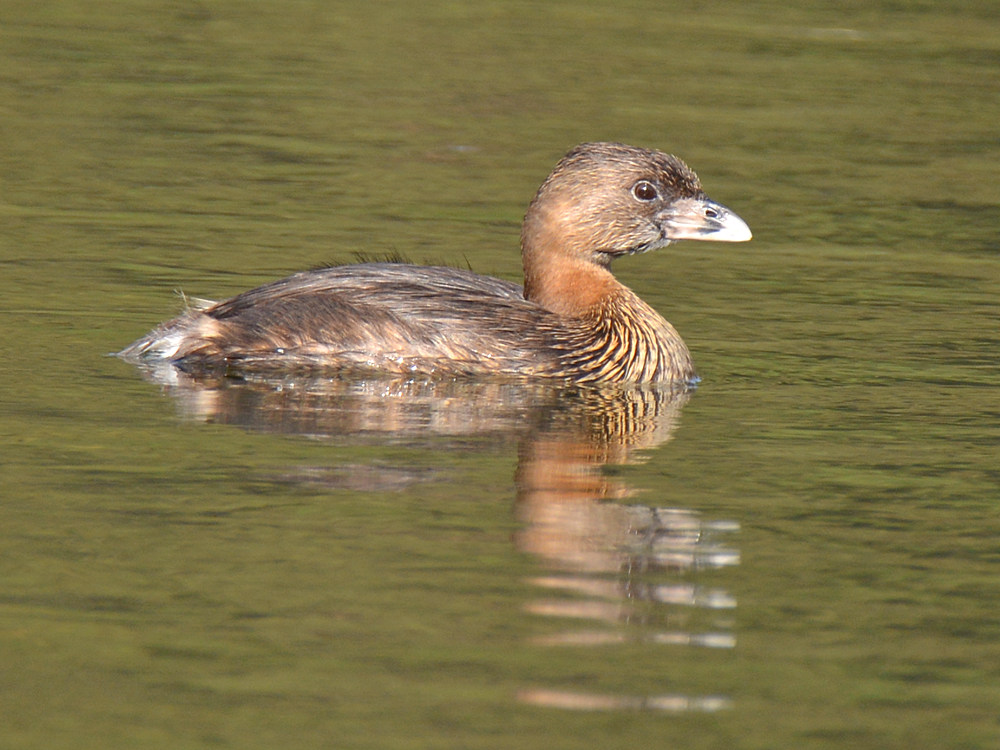 Grebe.jpg
